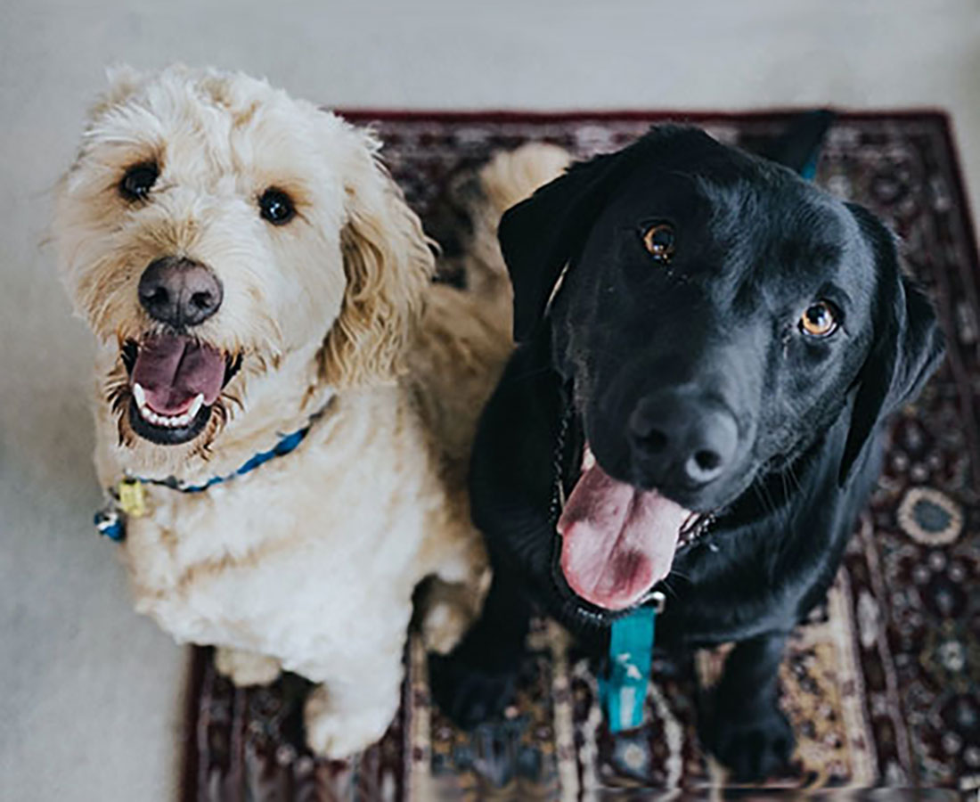 Dogs on the Run