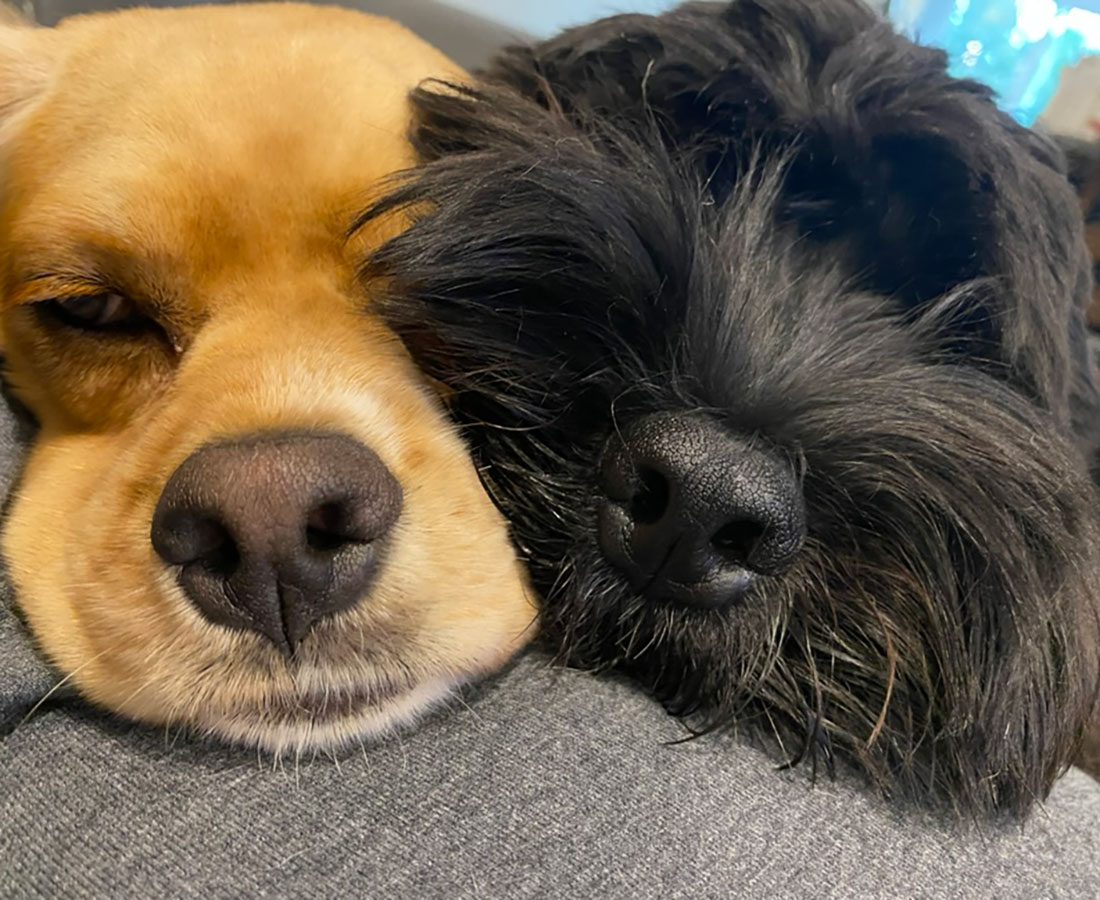 Dogs on the Run