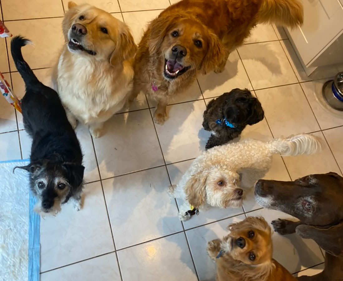 Dogs on the Run
