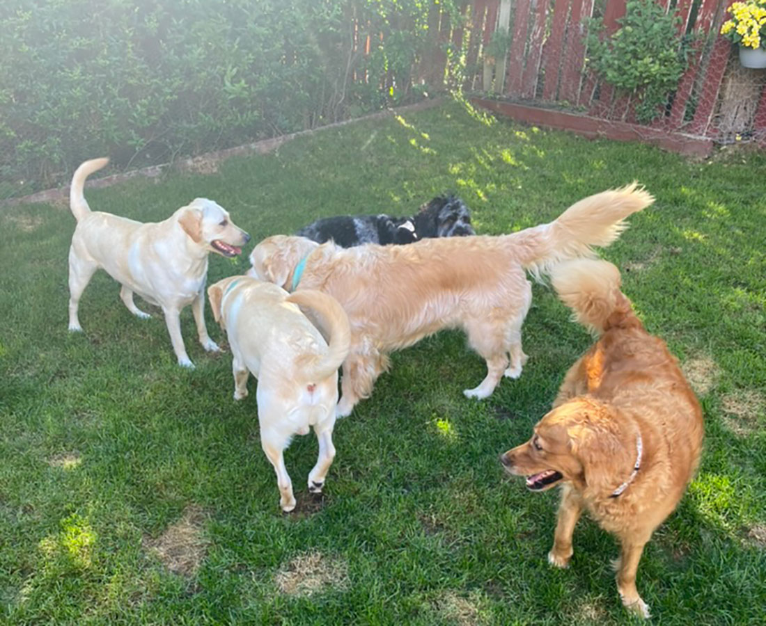 Dogs on the Run