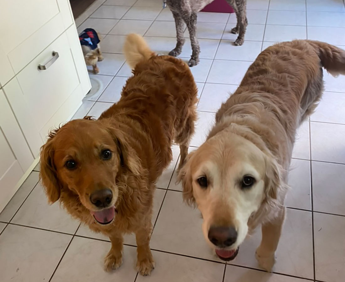 Dogs on the Run