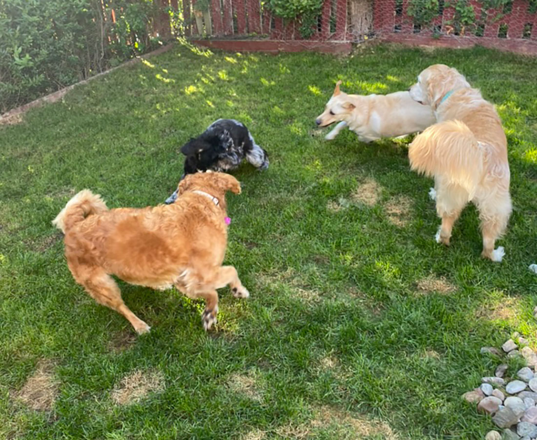 Dogs on the Run