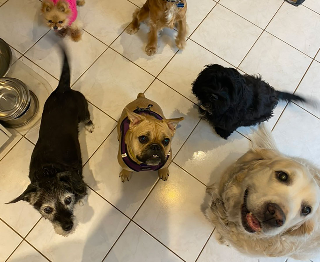 Dogs on the Run